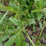 Image result for Anisophyllea quangensis