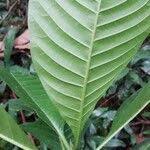 Image result for Aidia micrantha