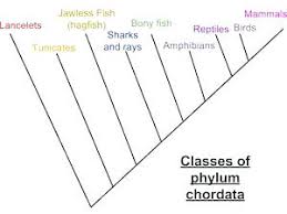 class of chordata classes of chordates phylum chordata class