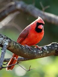 Birds Of Northern Illinois State Bird Of Illinois Northern Cardinal State Birds Northern Cardinal Cardinal