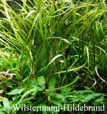 It comes from the genus 'cryptocoryne' and it is notable for its wide variety which comprises of diverse species of different. Wasserkelche Cryptocorynen Als Aquarienpflanzen