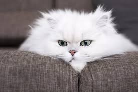 ‪Persian Cat Facts: History, Personality, and Care | ASPCA Pet Health  Insurance‬‏