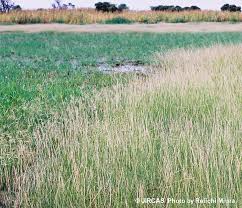 Image result for Sporobolus spicatus