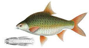 Kerabat ikan nilem ini mempunyai banyak julukan nama di indonesia. Ikan Lampam Jawa Wikipedia Bahasa Melayu Ensiklopedia Bebas