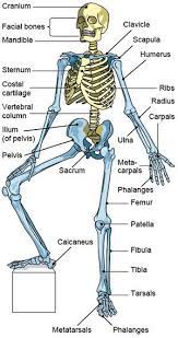 Axial Skeleton Cranium Facial Bones Vertebral Column Thorax Medical Student Study Facial Bones Medical Anatomy