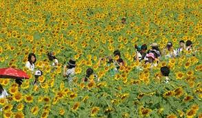 Harga borges sunflower oil minyak bunga matahari 1 liter 1 l 1liter 1l. 27 Bunga Matahari Malang Galeri Bunga Hd