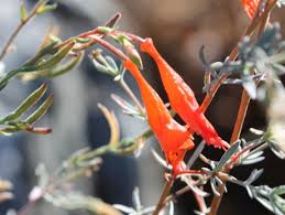 Order today with free shipping. California Fuchsia Epilobium Canum