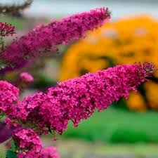 Check spelling or type a new query. Monarch Queen Of Hearts Butterfly Bush Buddleja Butterfly Plants Almost Eden