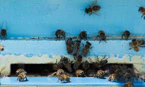Very happy i hired them. Superior Pest Control Location Arundel Maine Superior Pest Services