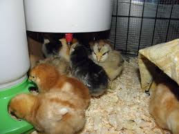 Much better than wearing old stretched out panties that still ended up rubbing on my surgical site. Brooding With Mama Heating Pad Backyard Chickens Learn How To Raise Chickens