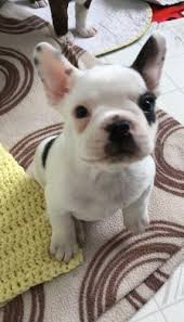 Just as people want to know where their food comes from, so should they know exactly where the french bulldog puppies near you came from as well. French Bulldog Pets And Animals For Sale South Carolina