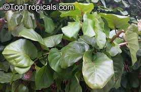 Image result for Sarcocephalus