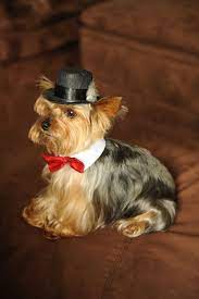 Dog Hat For X Small Breed Fedora Top Hat Style With Feather Etsy Dog Hat Yorkie Yorkie Dogs