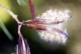 Quand et comment planter le laurier rose. Propagation Des Graines De Laurier Rose Conseils Pour La Plantation De Graines De Laurier Rose Fr Haenselblatt Com