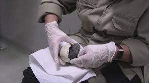 An adorable video of two baby penguins running around has surfaced on the internet. Belgium Zoo Welcomes Adorable Baby Penguin Video Abc News