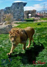El Paso Zoo Visitelpaso El Paso Zoo Hometown Favorite Places