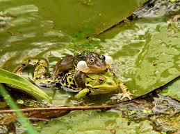 Weil die frösche im mai und juni häufig zu laut sind, fühlen sich manche. Sogar Die Frosche Quaken Da Froschparchen Im Selegermoor Foto Bild Tiere Zoo Wildpark Falknerei Amphibien Reptilien Bilder Auf Fotocommunity