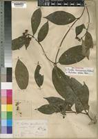 Image result for Rutidea