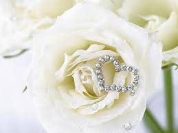 Jumma mubarak is the day when muslims gather at the time of zohr prayer. 73 White Rose Wallpaper On Wallpapersafari