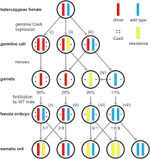 Genetic modification of honeybees 65, 66 using crispr based approaches has been carried out, and given the similarities of social wasps and bees, it seems likely that this technical barrier will be able to be. Novel Crispr Cas9 Gene Drive Constructs Reveal Insights Into Mechanisms Of Resistance Allele Formation And Drive Efficiency In Genetically Diverse Populations