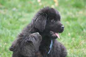 Find newfoundlands for sale in minneapolis on oodle classifieds. Newfoundland Puppies For Sale Nampa Newfies