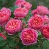 Golden celebration is too strong a yellow for me. Https Encrypted Tbn0 Gstatic Com Images Q Tbn And9gcrxcpvyqtuionbn5g2ft9kg1qxqshksk7go0wlidfxapjle Pjg Usqp Cau