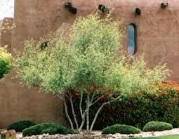 New Mexico Olive Tree Forestiera Neomexicana Water Wise Plants Drought Tolerant Landscape Mexican Garden
