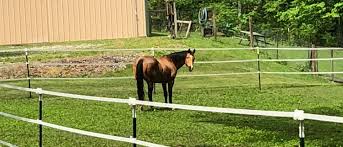 However, there are distinct differences, some genetic and some you can spot visually. Dun In Buckskin Quarter Horses Home Facebook