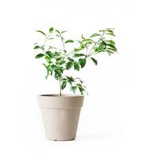 These members of the citrus family are. Dwarf Meyer Lemon Tree For Sale Online Citrus Com