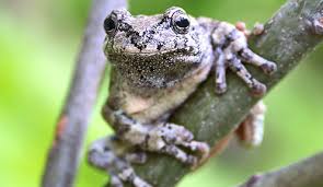 It is also known as eastern gray tree frog, tetraploid gray treefrog, or common gray tree frog. Gray Tree Frog Nongame New Hampshire Fish And Game Department