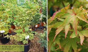 Check spelling or type a new query. Acer Palmatum Sango Kaku Japanese Maple Sango Kaku Coral Bark Maple Shrub Garden Plants Online