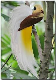 Lesser Bird Of Paradise Images Cendrawasih Lesser Bird Of Paradise Beth W Birds Birds Of Paradise Colorful Birds