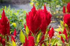 Image result for Celosia elegantissima