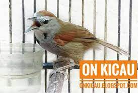 Salam kicaumania ^^ #burungtepuspipiperak #masteranburung #suaraburung. Tips Perawatan Burung Tepus Pipi Perak Agar Rajin Bunyi On Kicau