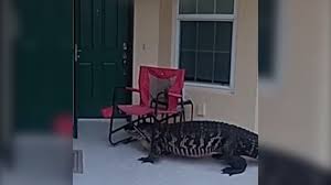 Video shows Florida gator at front door of home, takes on lawn chair