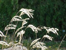 Image result for Miscanthus violaceus