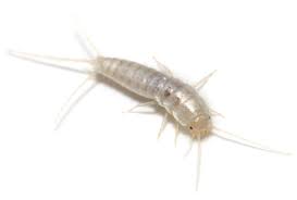 The population was 8,225 at the 2010 united states census. Termite Pest Control Service Company Indian Harbour Beach Fl Indian Harbour Beach Fl Home And Commercial Exterminator Brevard County Florida Get Beachside Termite Pest Control