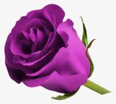 Maybe you would like to learn more about one of these? Purple Roses Png Transparent Purple Roses Png Image Free Download Pngkey