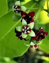 Check spelling or type a new query. Santalum Album Wikipedia