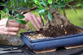 Image result for Ficus barteri
