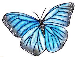 Create small arcs for the lower part of the wings. Draw A Butterfly Challenge Winners Amnh