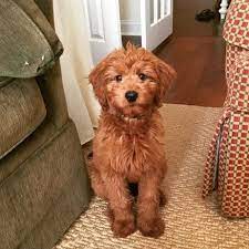 F2b miniature goldendoodles are a crossbreed of f1 miniature goldendoodles and fib miniature goldendoodles. Cuban Link Dog Chain Custom Dog Chain Handmade Dog Collar Dog Gift Great Dog Gifts In 2021 Goldendoodle Haircuts Goldendoodle Miniature Goldendoodle Puppy