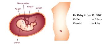 10 Ssw Schwangerschaftswoche Mutter Bauch Baby In 10 Ssw