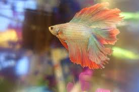 My New Half Moon Betta Bought Him With Severe Swim Bladder Disorder 3 Days Ago And Now He S Looking Much Better And Needs A Name Bettafish