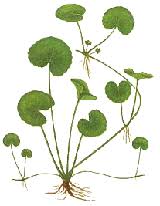 Gotu Kola Benefits Information Centella Asiatica Gotu Kola Benefits Gotu Kola Herbalism