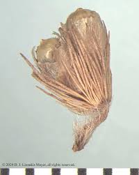 Image result for Cenchrus americanus