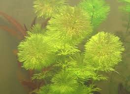 Image result for Limnophila fluviatilis