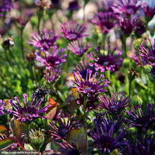Image result for foto Osteospermum