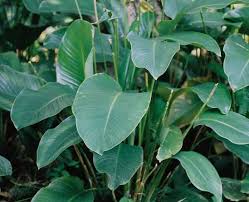 Image result for Sarcophrynium brachystachyum