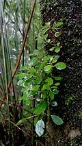 Image result for Peperomia fernandopoiana